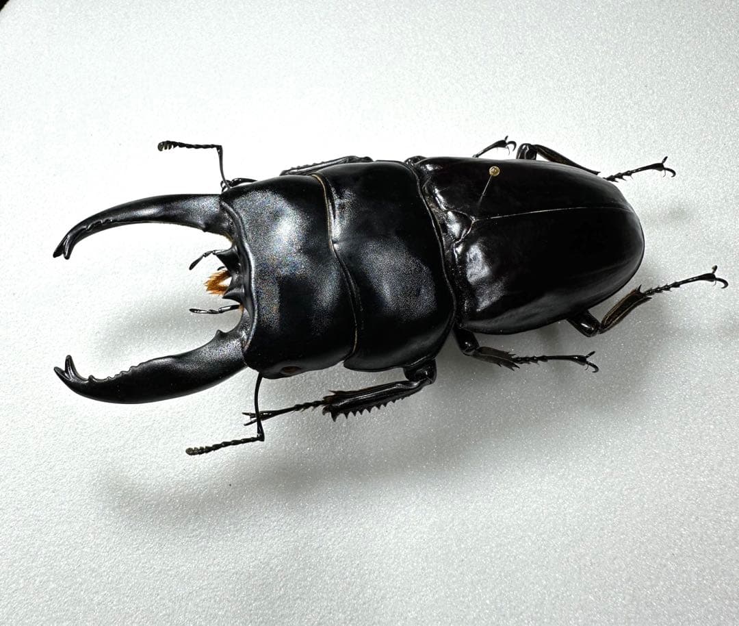 Dorcus alcides 95.5mm アルキデスヒラタクワガタ