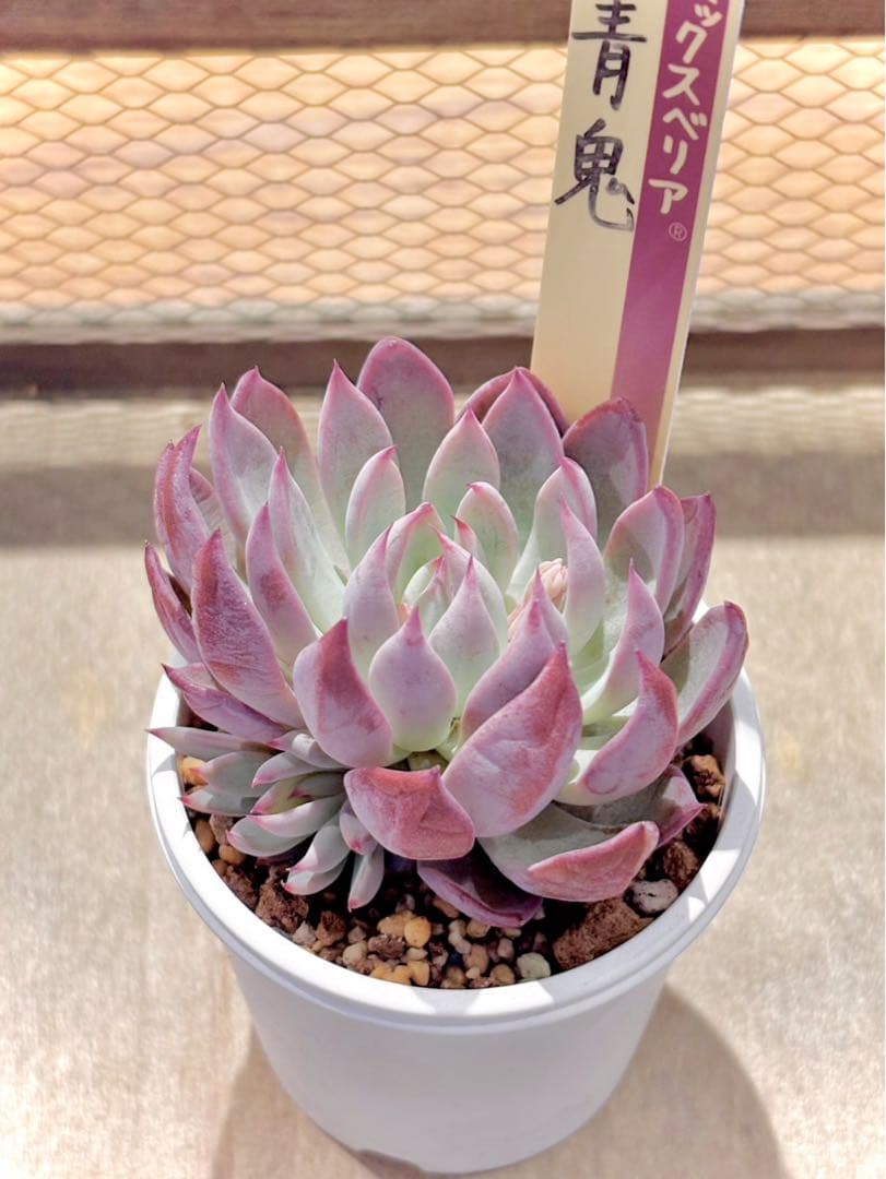 仕*す様 札付き　赤鬼　青鬼　抜き苗セット　多肉植物　エケベリア　ミックスベリア