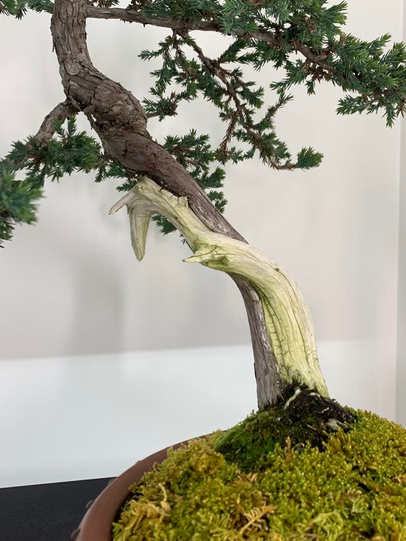 即鑑賞！枝落ちに風情感じる文人ソナレ（検索/赤松　黒松　真柏　シャリ　盆栽）