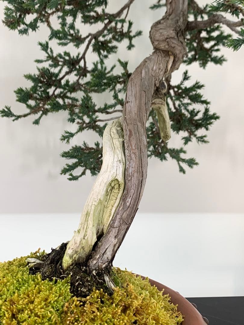 即鑑賞！枝落ちに風情感じる文人ソナレ（検索/赤松　黒松　真柏　シャリ　盆栽）