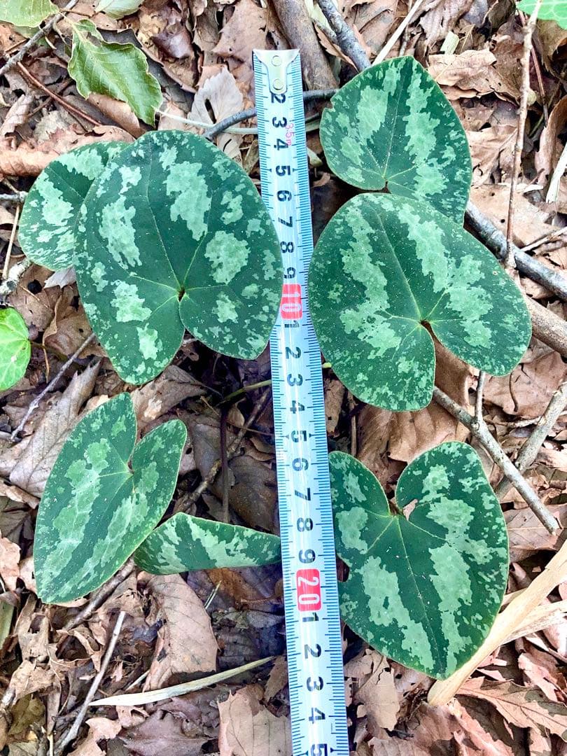 天然/野生＊里山自生【カンアオイ/寒葵/斑入り】山野草/東京檜原村産/完全無農薬
