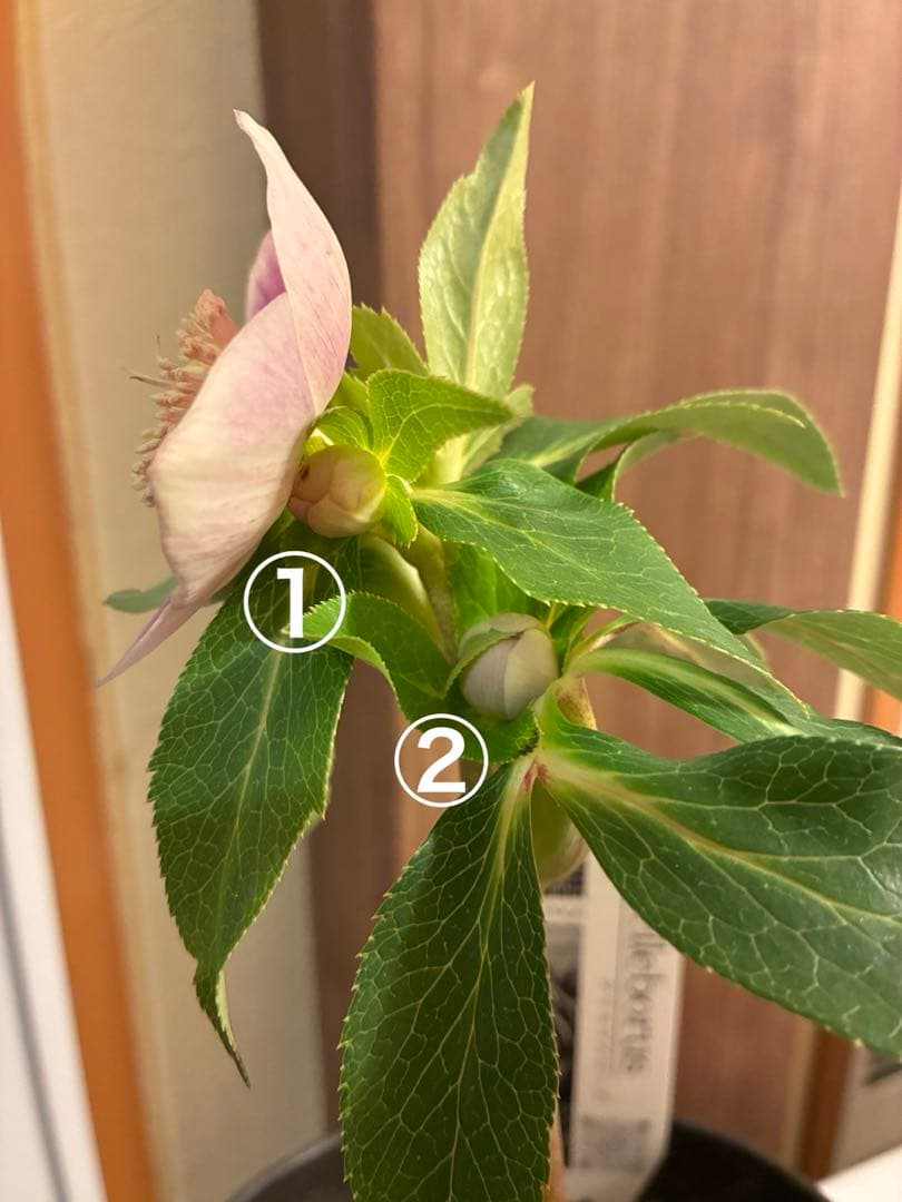 ♡広瀬園芸♡ S Sピンクぼかし　イエローネクタリ ソレイユ系