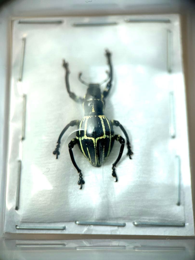 09153 美麗標本　カタゾウムシ
