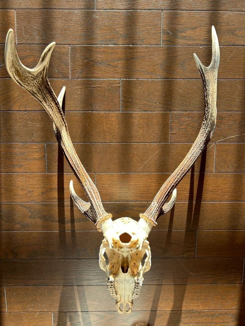 ⑨[特大][1点もの] ハンティングトロフィー　鹿の角　頭蓋骨　日本鹿　スカル