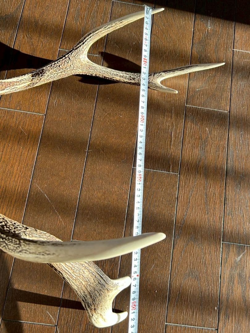 ⑨[特大][1点もの] ハンティングトロフィー　鹿の角　頭蓋骨　日本鹿　スカル