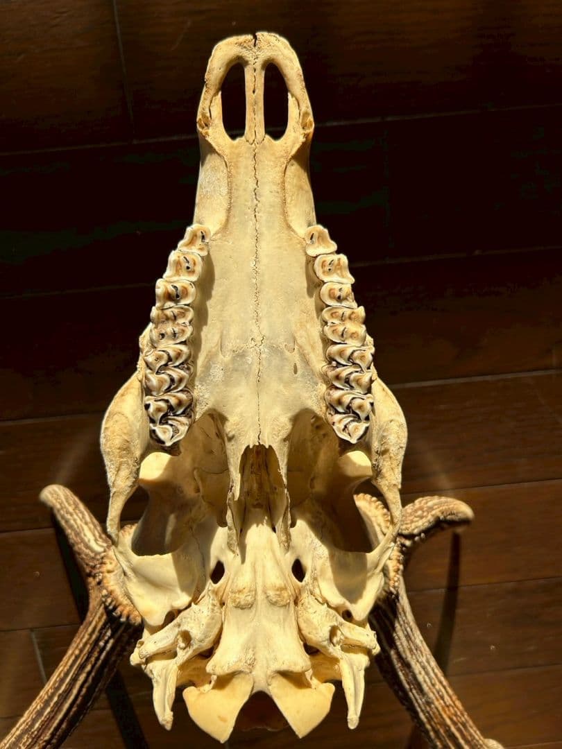 ⑨[特大][1点もの] ハンティングトロフィー　鹿の角　頭蓋骨　日本鹿　スカル