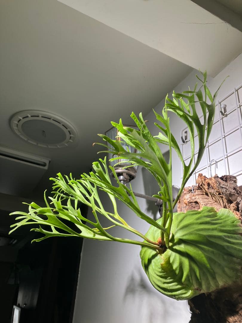 リドレイナノ　撒きビカクシダ