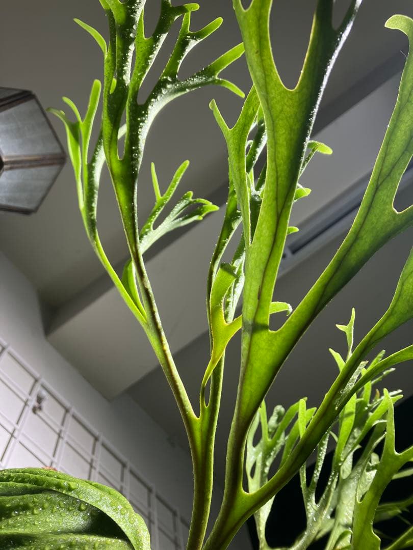 リドレイナノ　撒きビカクシダ