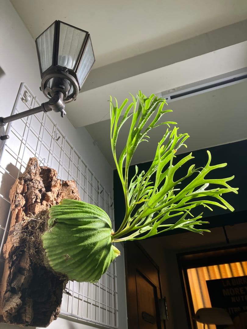 リドレイナノ　撒きビカクシダ