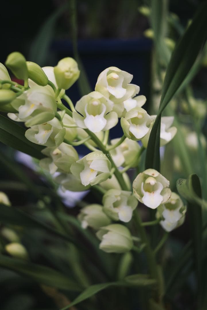 奇抜な銀レンズ！東京光学 Topcor 50mm F3.5 オールドレンズ