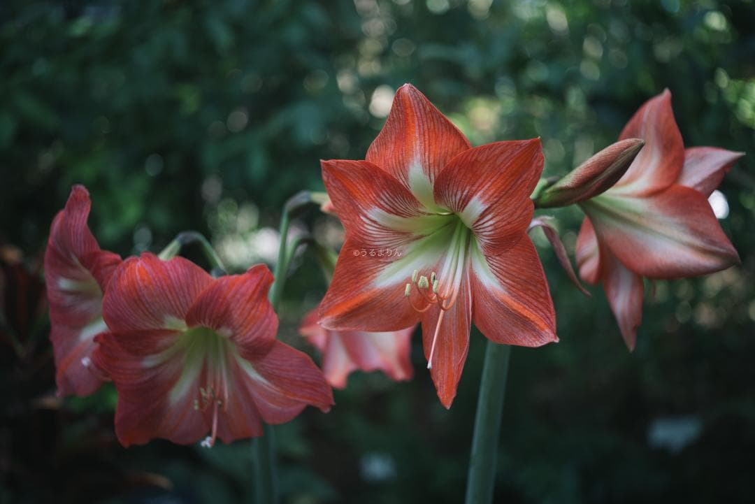 奇抜な銀レンズ！東京光学 Topcor 50mm F3.5 オールドレンズ