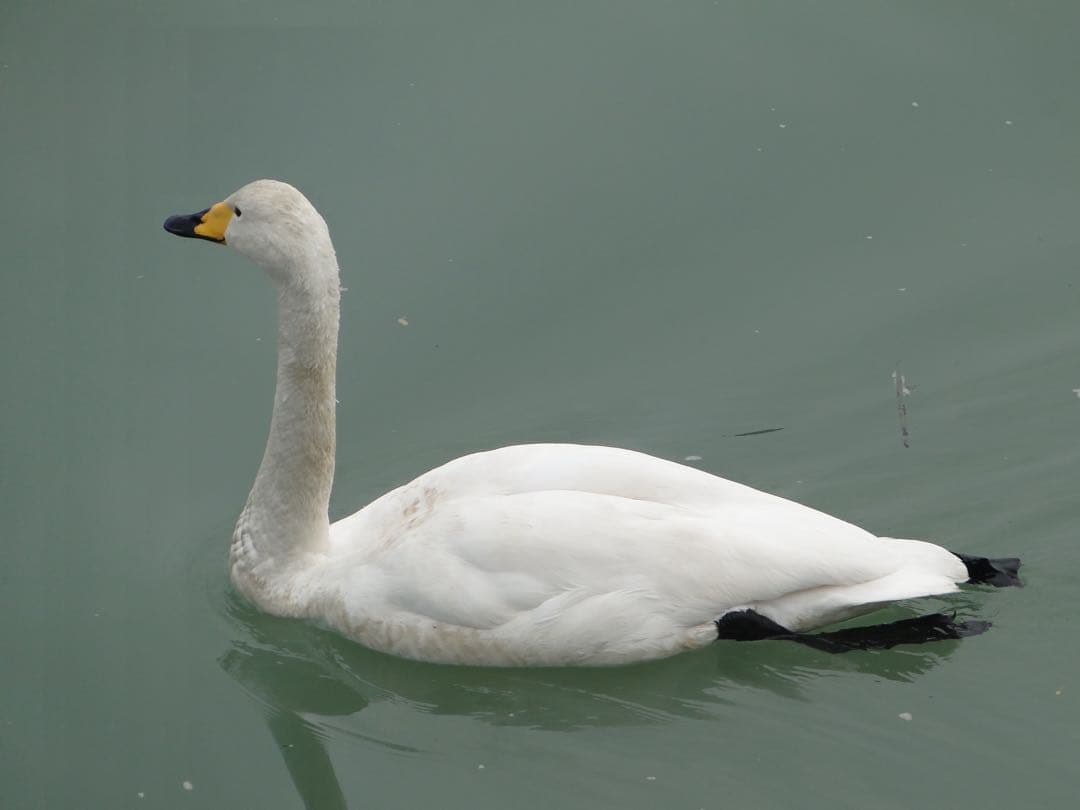 動作確認済 ネオ一眼Sony CyberShot DSC-HX1 付属品セット