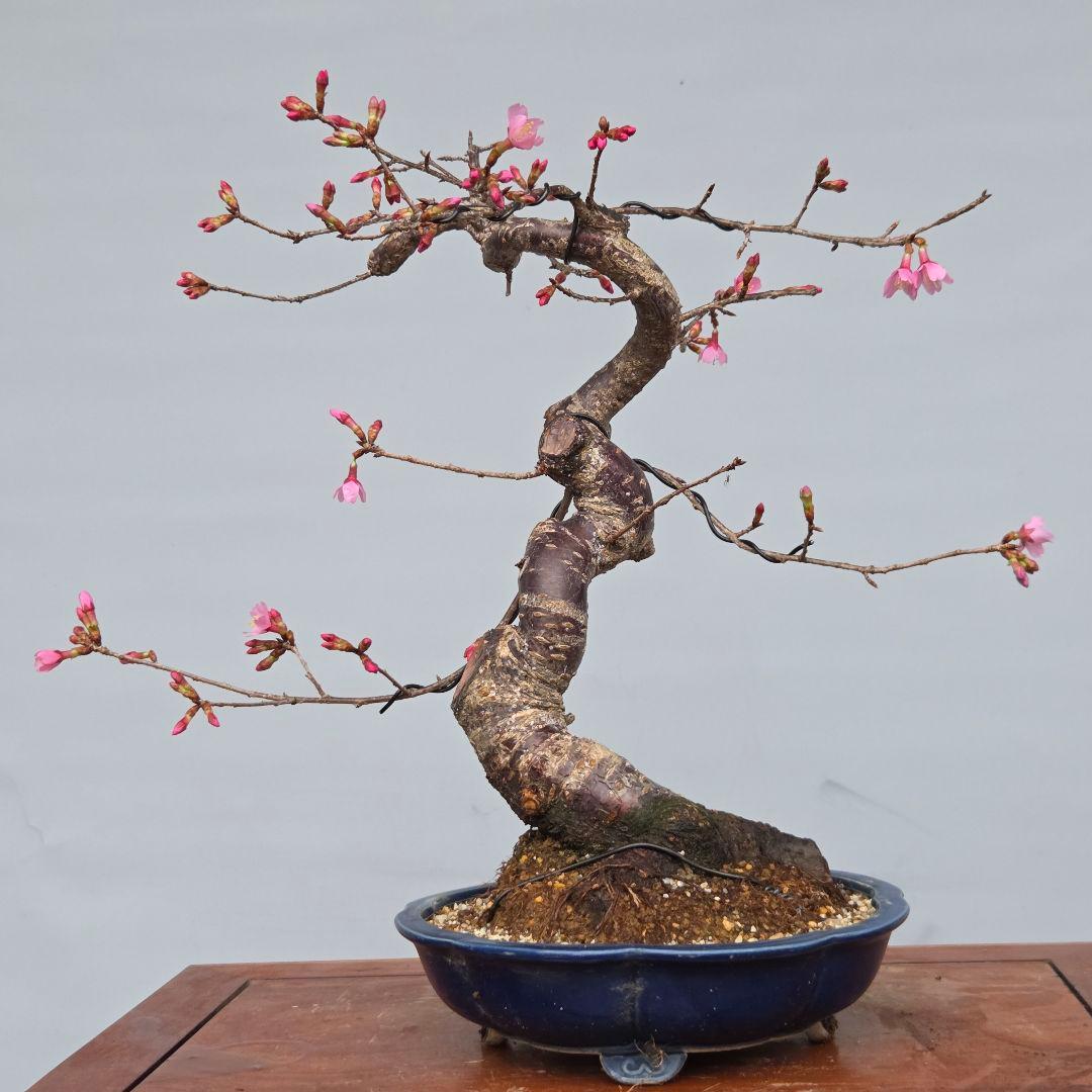 桜　(オカメ桜)　[模様木]　貴風盆栽