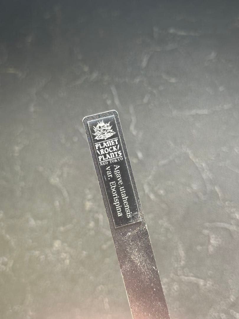 本日より３日間限定セール‼️ アガベユタエンシス　エボリスピナ　ベアルート株