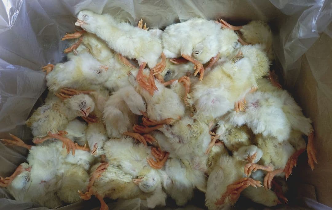 送料無料　冷凍ヒヨコ100羽　リタイア20匹