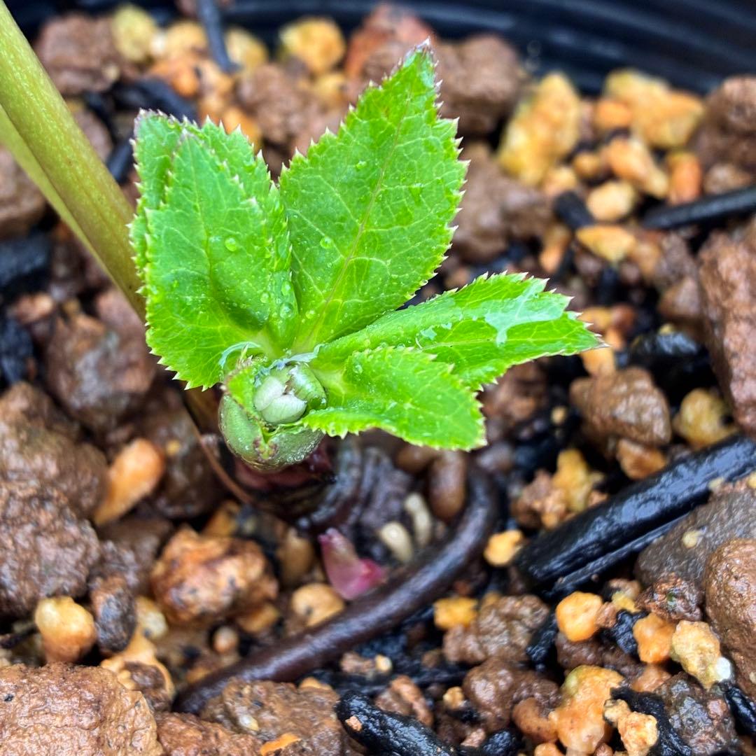 ヒ*イ様 ☘️ラスト2☘️蕾付き☘️タグ付き☘️3338⭐️超ボリュームSD⭐️