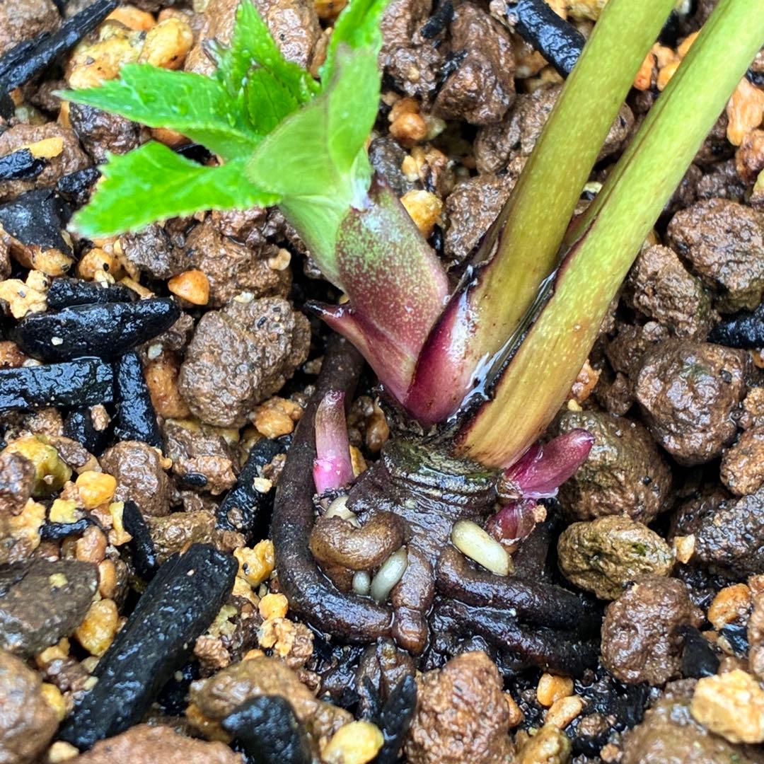 ヒ*イ様 ☘️ラスト2☘️蕾付き☘️タグ付き☘️3338⭐️超ボリュームSD⭐️