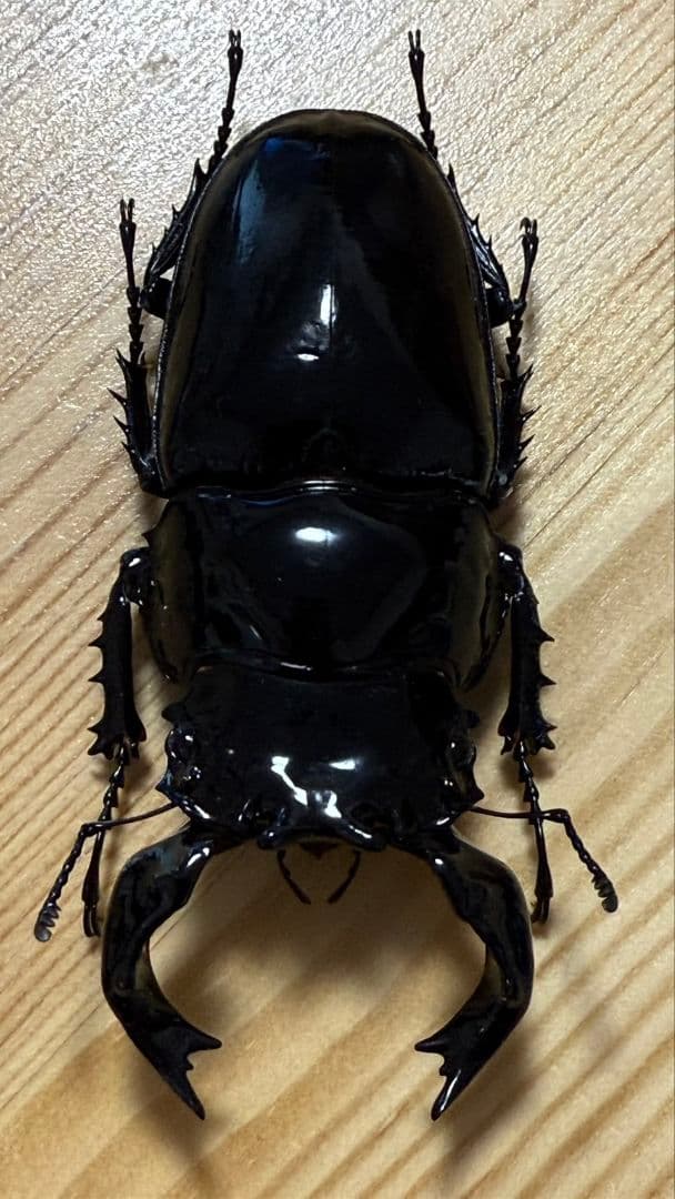 最終値下げ　タランドゥスオオツヤクワガタ　89mmUPトリオ
