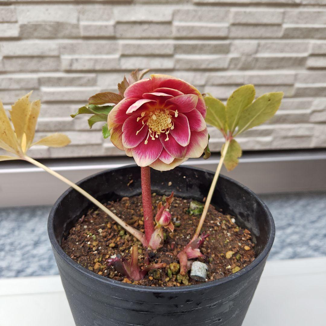 n*a様 クリスマスローズ 広瀬園芸 ddソレイユ