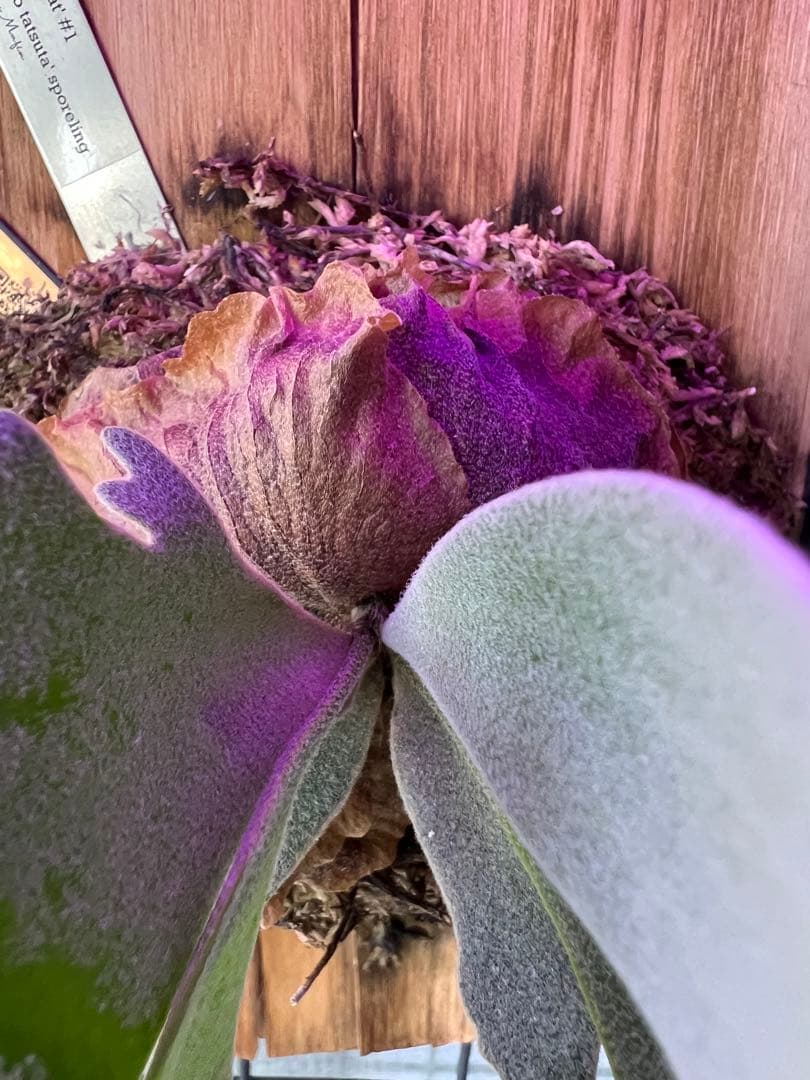 ビカクシダ willinckii セレクト株