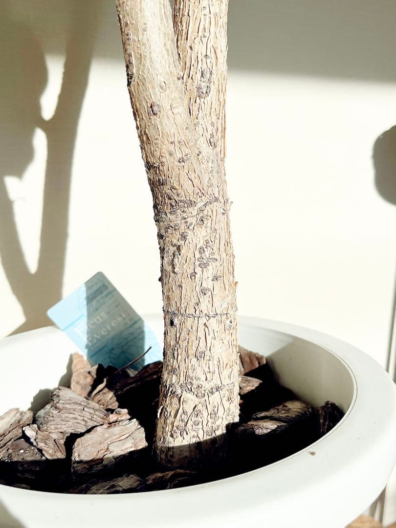 ずっと触れていたくなる。銀葉フィカス エベレスト 140cm 【登録品種】