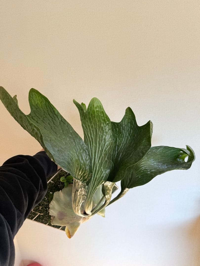 P. hillii 'Dragon Scale' ①子株ビカクシダ　良型サイズ