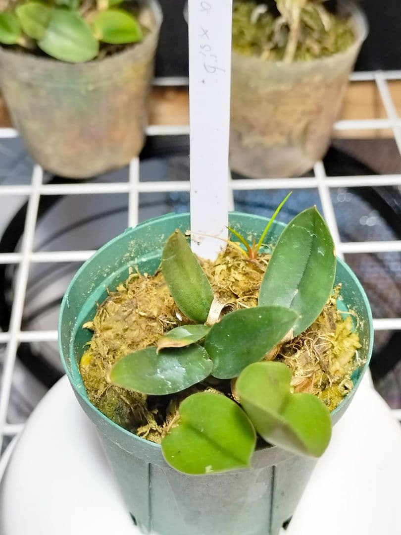 goromiiiさまご検討中旧ソフロニティス3種類3株セット