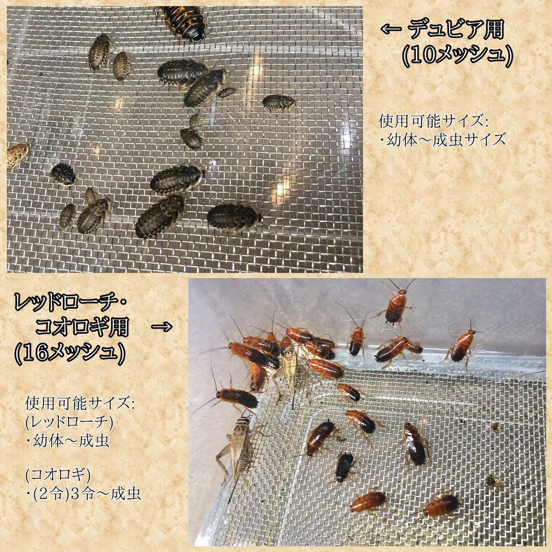 しゅん様　S(フル)