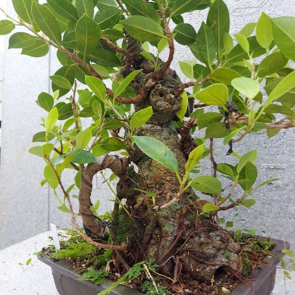 亜熱帯の樹木　奄美のガジュマル　①