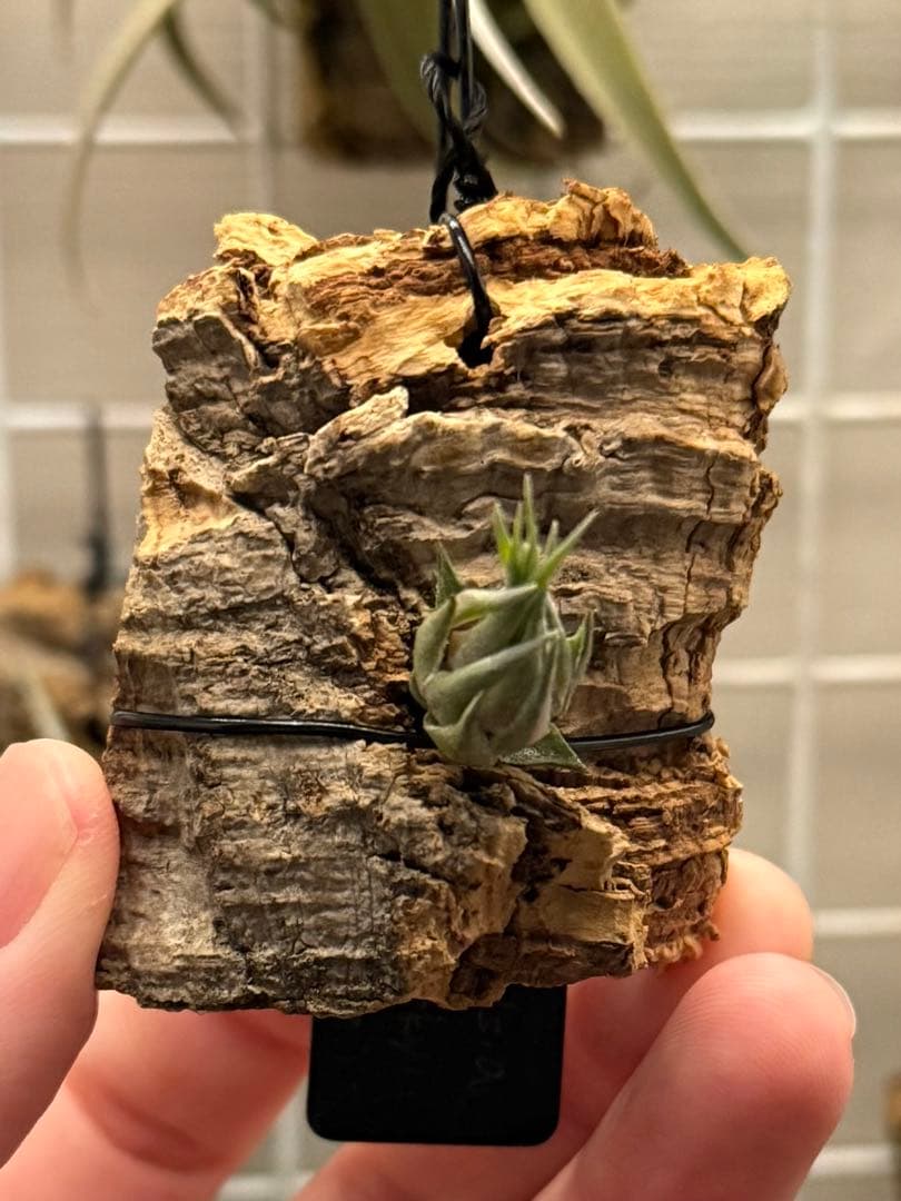 Tillandsia kautskyi (たゆみま由来)