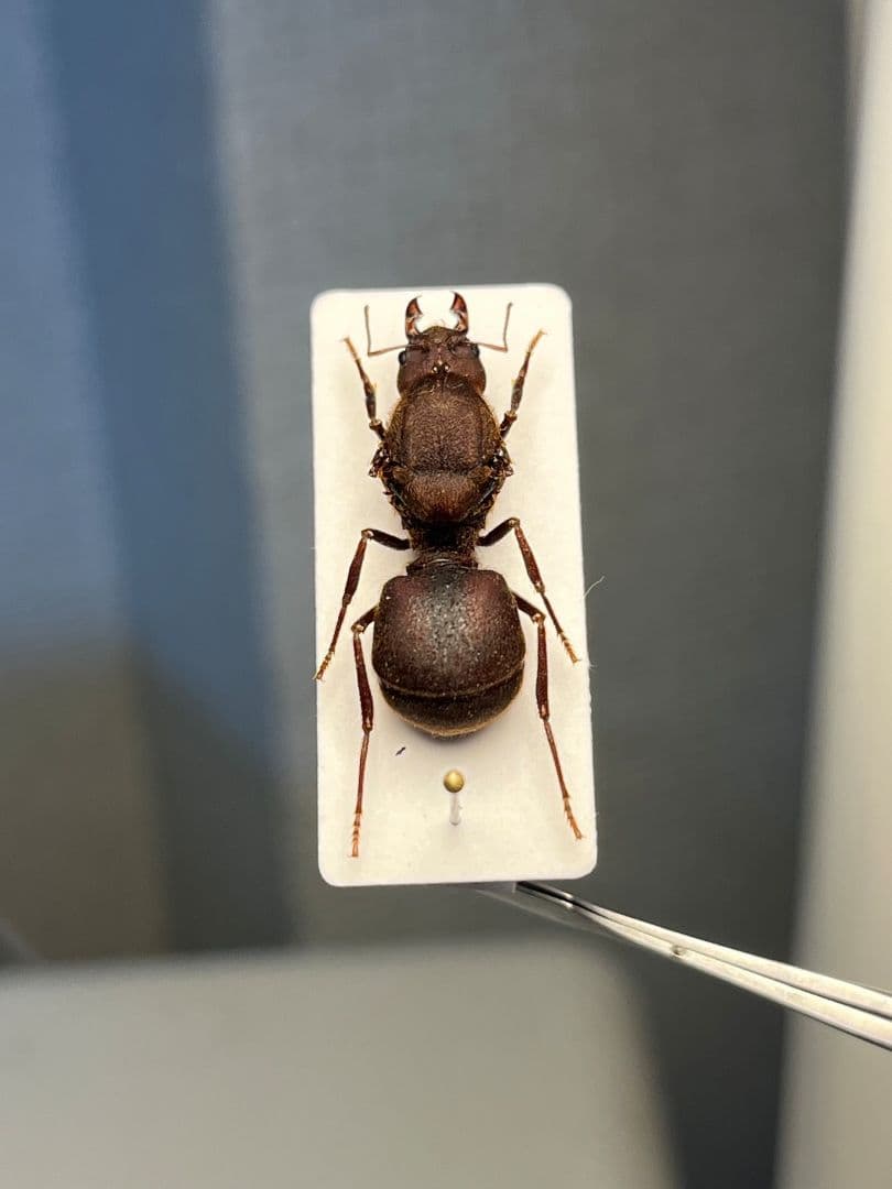 【25mm】ハキリアリの女王標本　Atta cephalotes？ パラポネラ