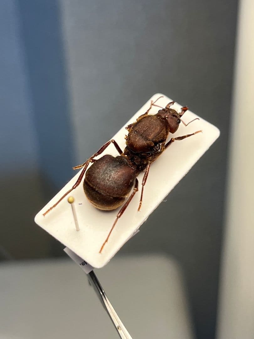 【25mm】ハキリアリの女王標本　Atta cephalotes？ パラポネラ