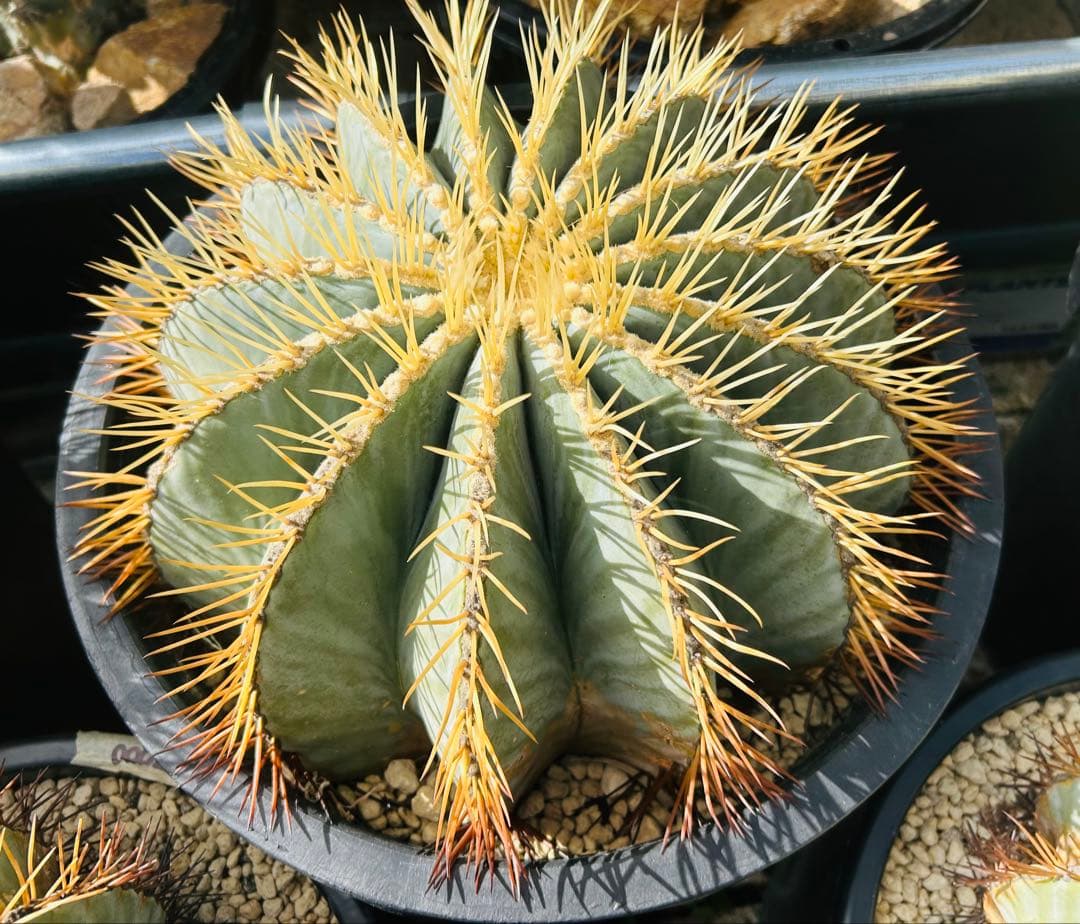 極上特大サイズ　王冠竜　12号鉢