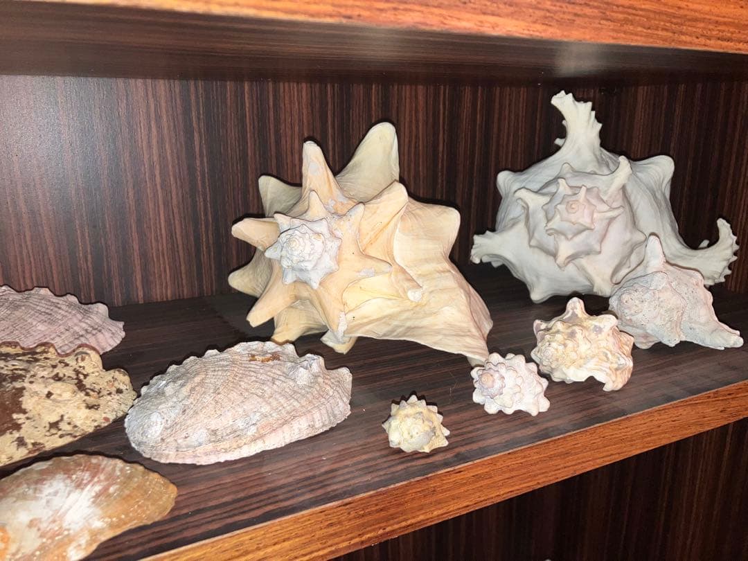 海の神秘　巨大貝殻　貝殻　コレクション　全25〜　珍品　奇品　南洋　オークション