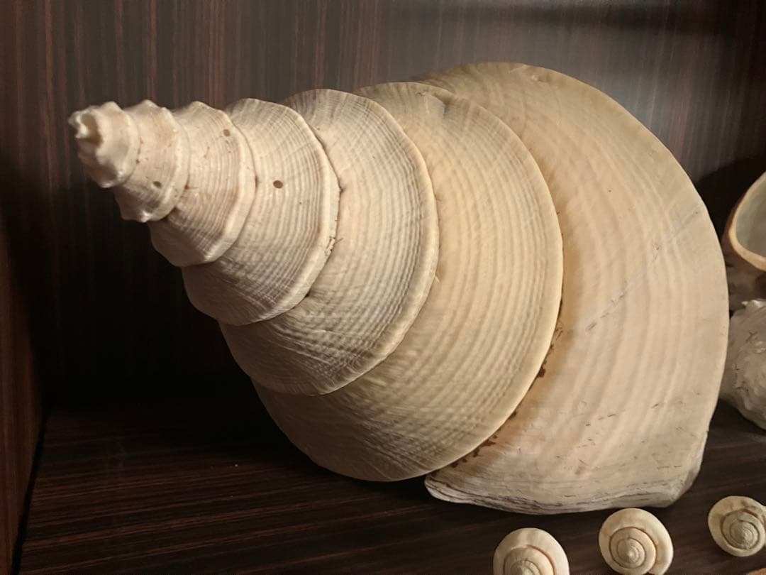 海の神秘　巨大貝殻　貝殻　コレクション　全25〜　珍品　奇品　南洋　オークション