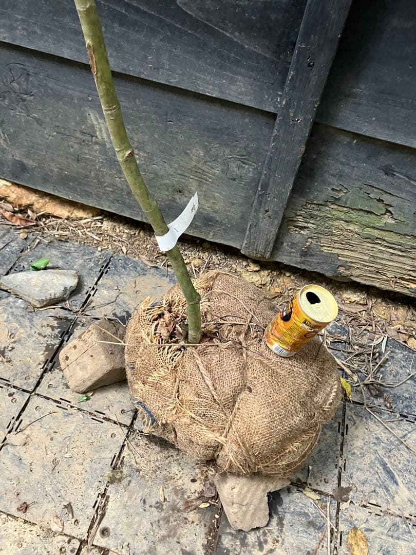 106 山採り　コハウチワカエデ