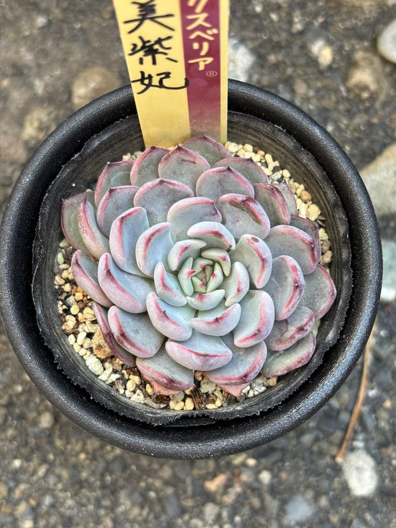 超希少 おらいさん苗 ミックスベリア 美紫妃 札付き 極上株 多肉植物⑤