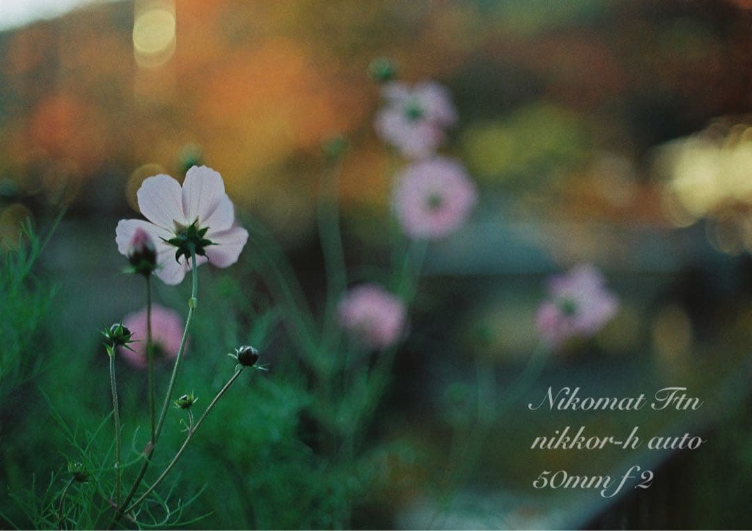 nikon ftn＊black＊50mm f2★完動品＊初期保証＊作例多数！