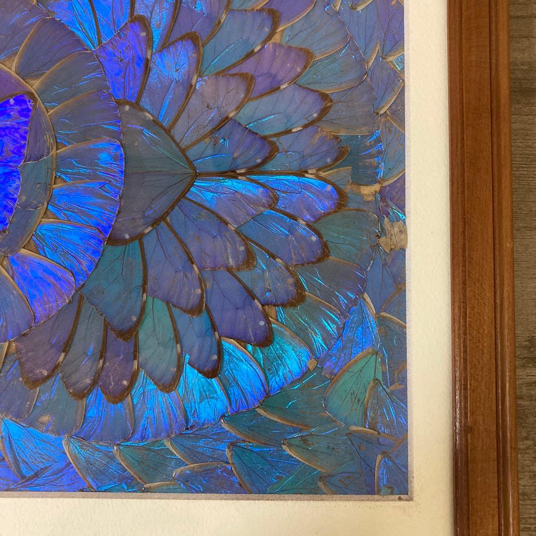 大型　モルフォ蝶　羽アート　標本　珍サイズ　高さ90センチ　ビンテージ