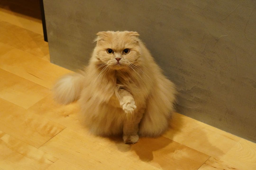 【低使用】α7III ボディ ILCE-7M3 箱属品 　シャッター回数9504