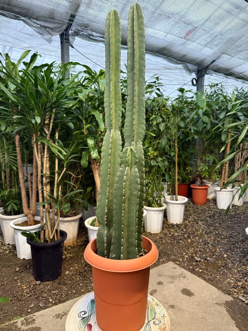 【特級品】柱サボテン 鬼面角 3本立ち 8号鉢サイズ 鉢付き