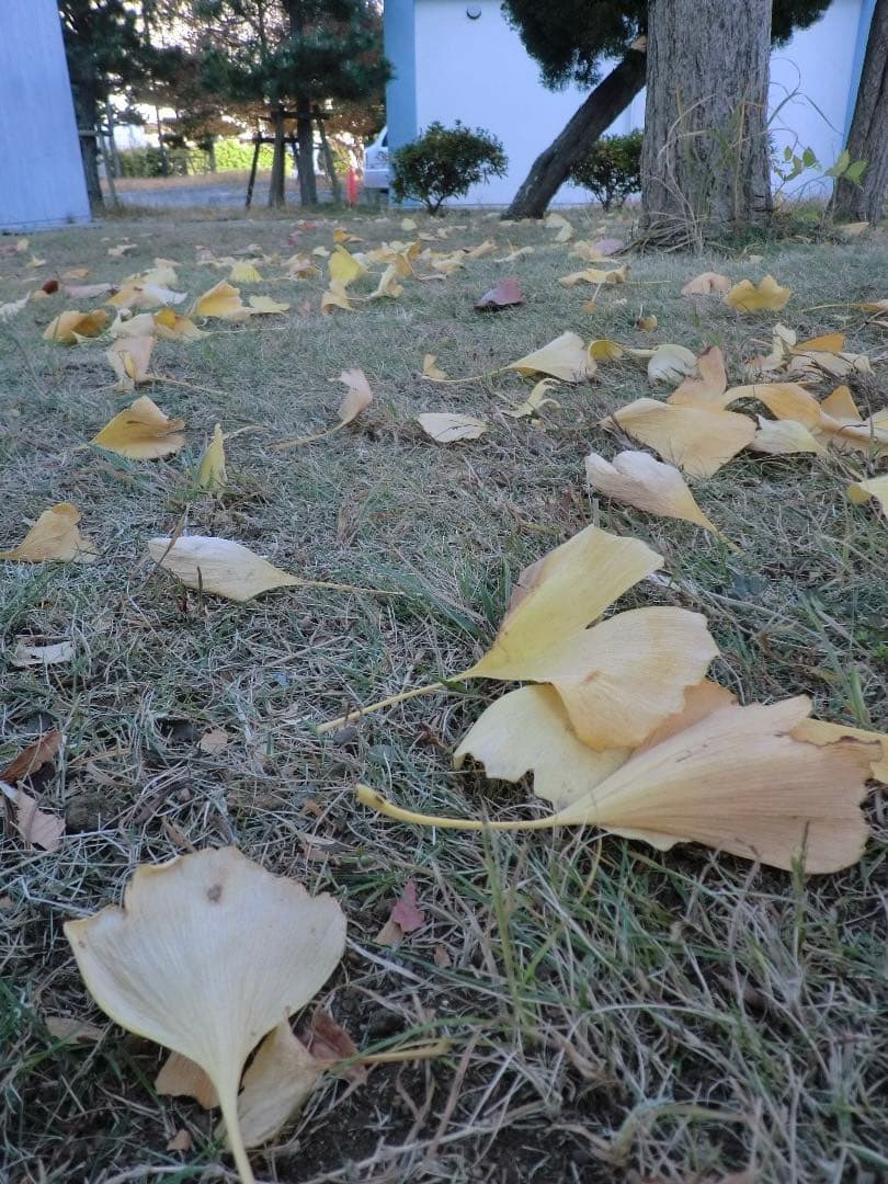 実写美⭕️【動作確認済】CASIO EXILIM EX-Z2300　ピンク