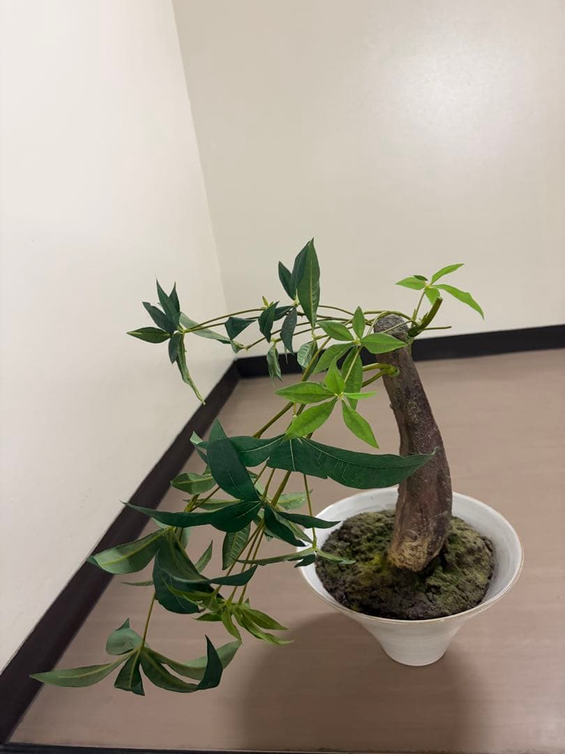 大作エミリオロバ仏製　リアルなパキラ　専門クリーニング済み