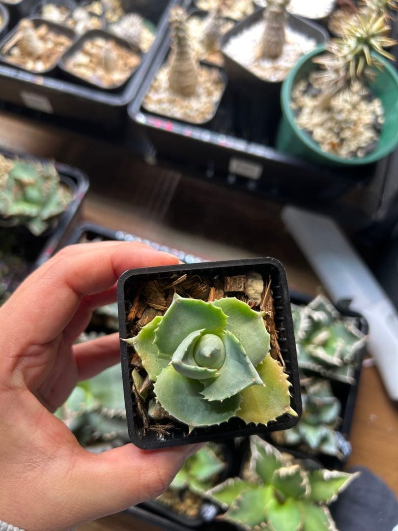 アガベ　チタノタ　多肉小〜中株　まとめ15株売り　抜き苗