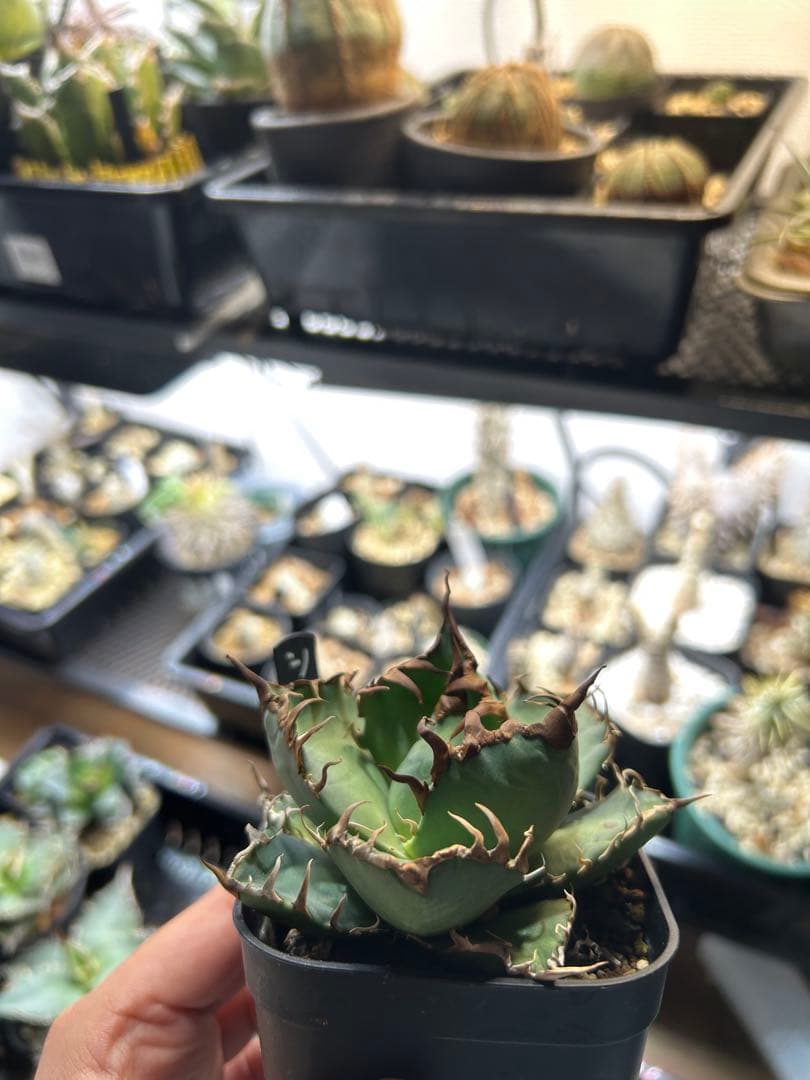 アガベ　チタノタ　多肉小〜中株　まとめ15株売り　抜き苗