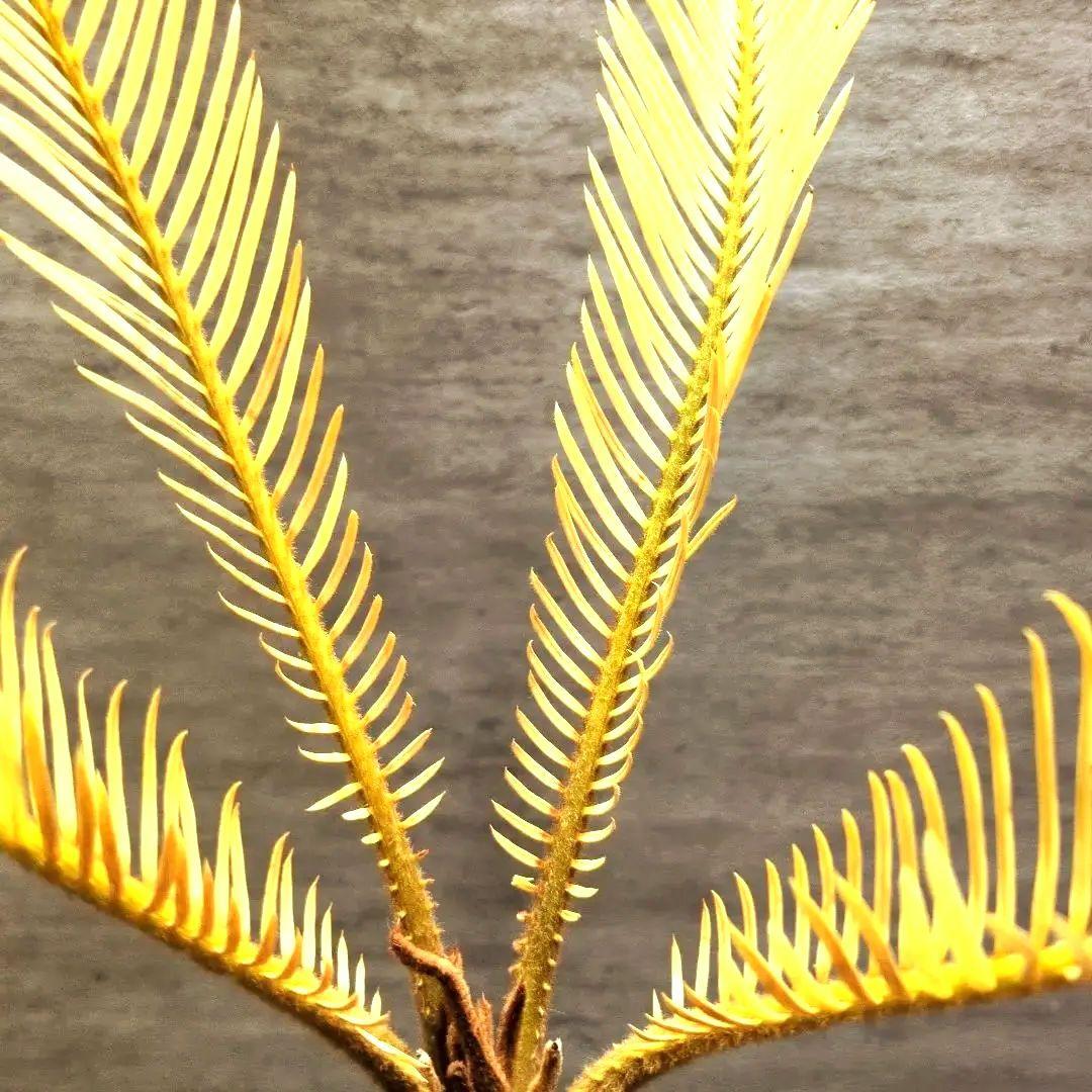 ゆ*ん様 黄金ソテツ　ソテツ　蘇鉄　黄金蘇轍　サイカス 塊根