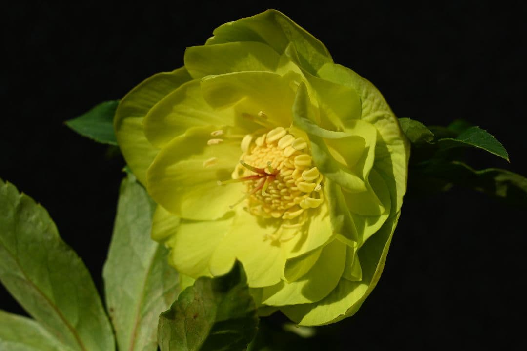 クリスマスローズ　1級品！！認定メロンゴールド　加藤農園