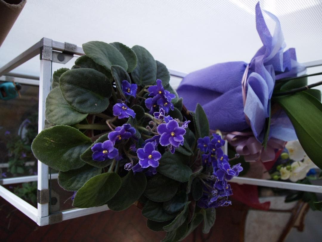 ぱ*迎様 Leica Vario-Elmarit 14-50mm f2.8-3.