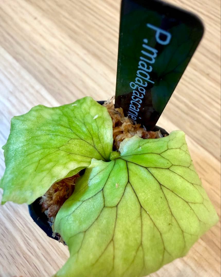 ビカクシダ　セット　OMG　マダガスカリエンセ　リドレイドワーフなど