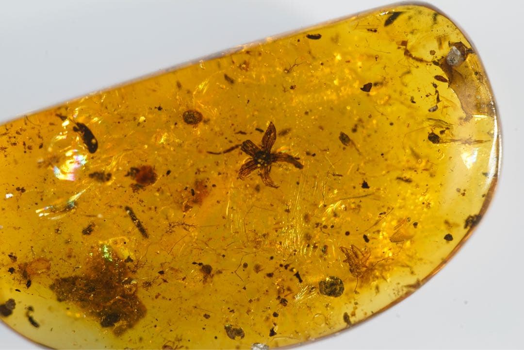 レア極上品TT0033花虫入り琥珀化石ミャンマーカムティかタナイ産9900万年前